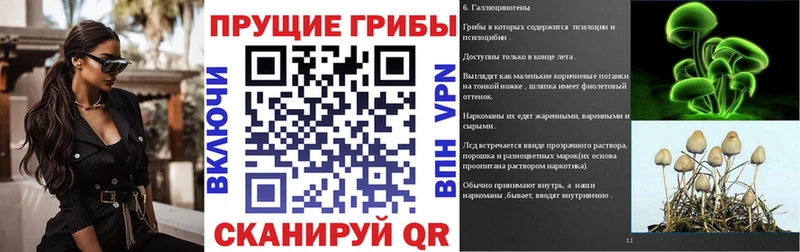 что такое   Баксан  Галлюциногенные грибы Psilocybe 